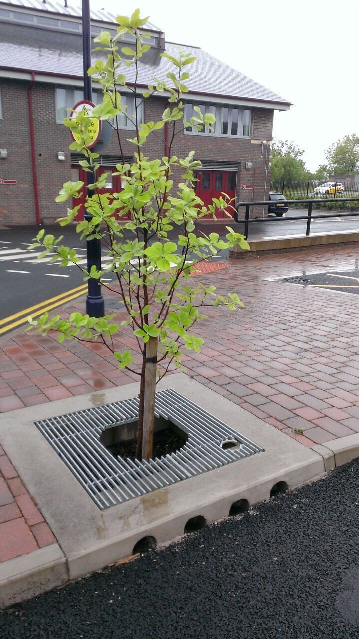 Modern Metal Tree Grates best